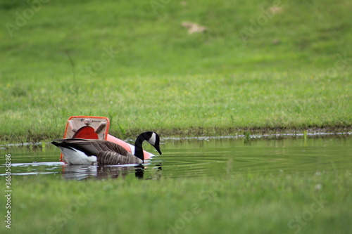 Polluted goose