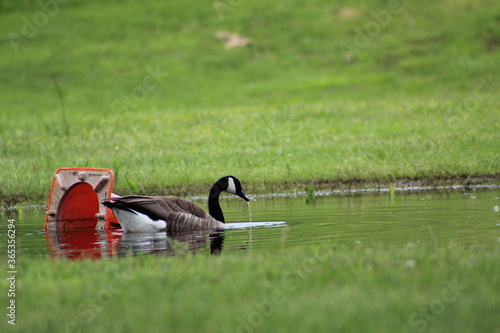 goose next to pollution 