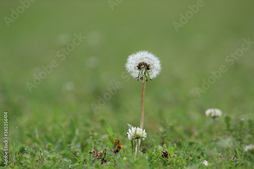 Lonely Dandelion