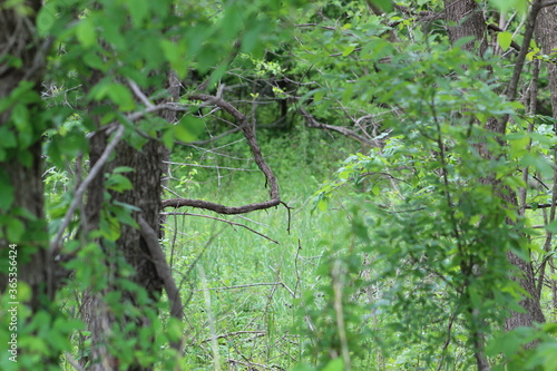 Quiet forest