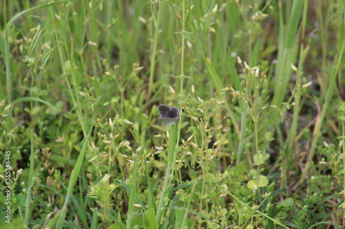 Butterfly in action