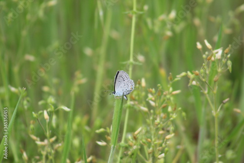 Little butterfly in action