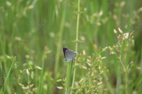 Little butterfly in action