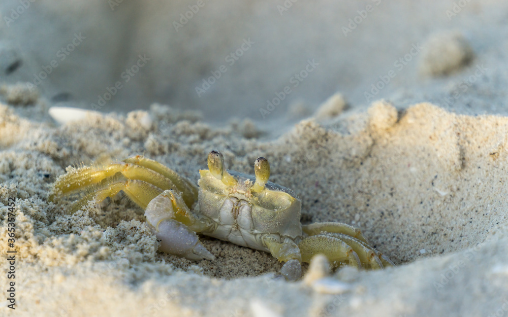 Cangrejo en la arena