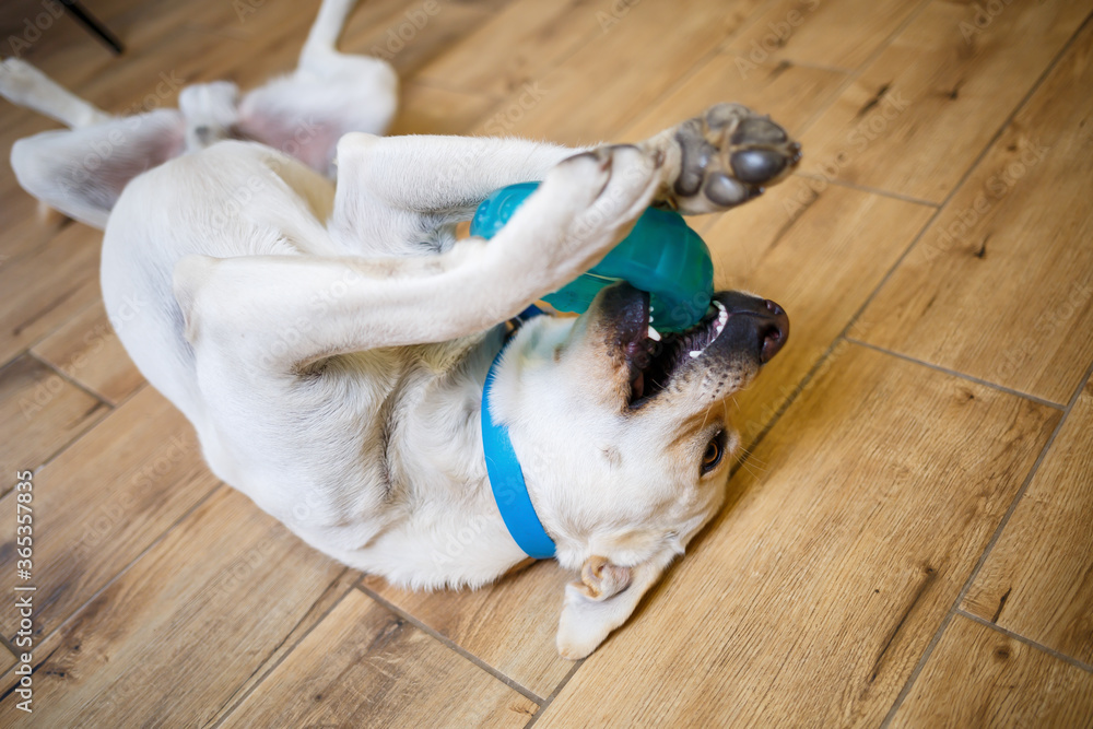 A large dog of breed Labrador of light coat of color lies on the floor and plays with a toy of blue color, pets