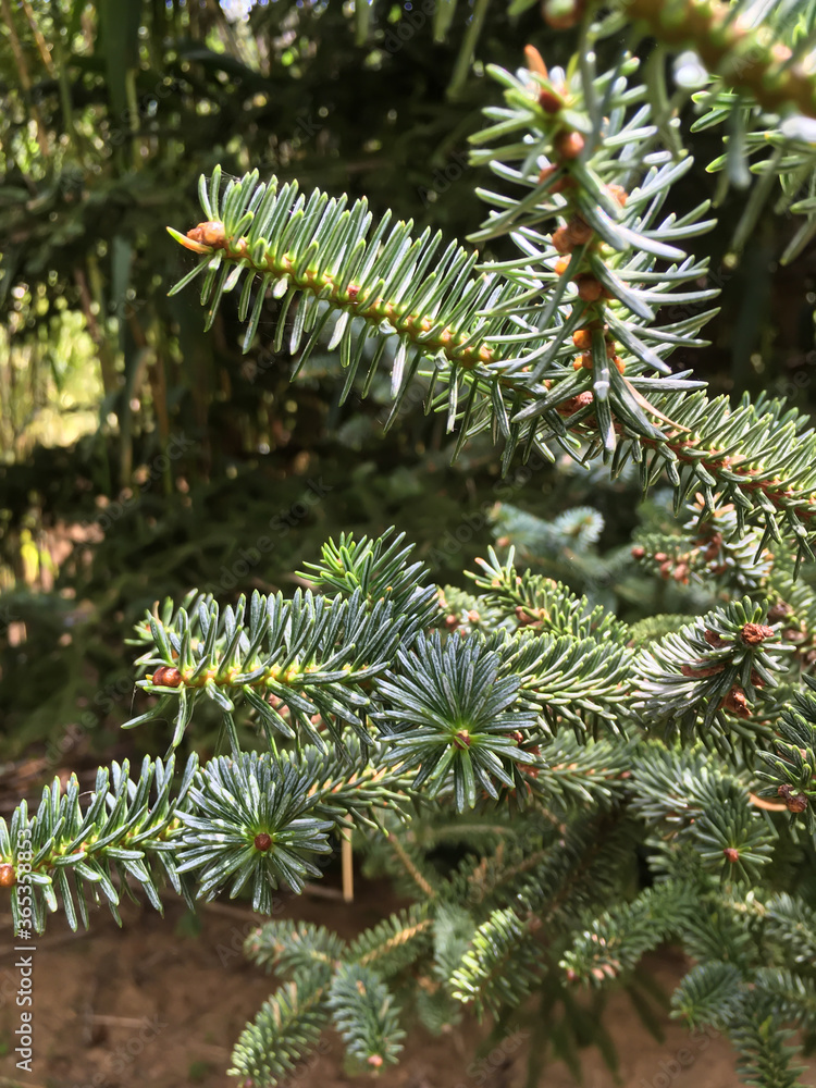 Nice pine branches in a sunny day of summer Nice pine branches in a sunny day of summer