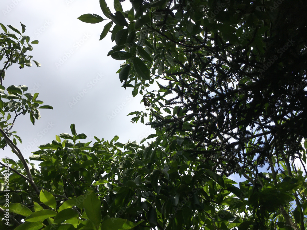 Green leaves background Green leaves background
