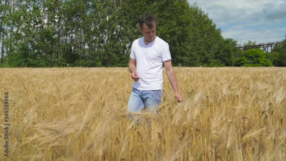 Handsome Man farmer walking through golden Barley field and stroking ripe spikelets. Male in white t-shirt in wheat field agriculture. Slow motion outdoor nature. Handsome Man farmer walking through golden Barley field and stroking ripe spikelets. Male in white t-shirt in wheat field agriculture. Slow motion outdoor nature.