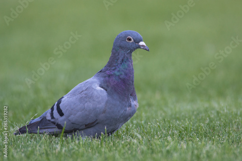 pigeon on grass