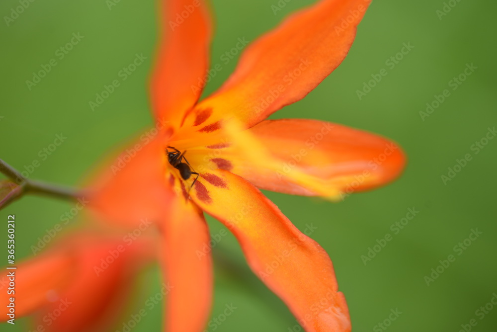 Crocosmia is an Iridaceae bulbous plant with orange flowers in summer. Crocosmia is an Iridaceae bulbous plant with orange flowers in summer.