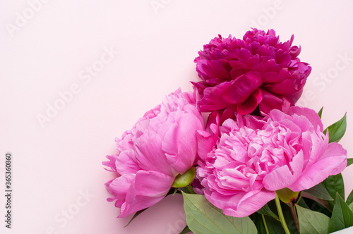 Pink peony flowers on a pink background. Top view  vertical format. Concept Mother s Day  Family Day  Valentine s Day.