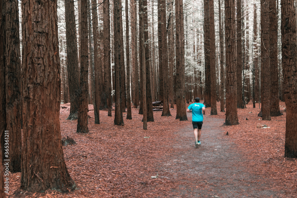 Man running in Redwood forest