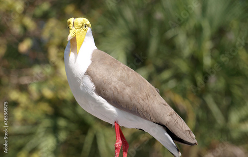 Head Masked Lapwing Bird, gray and white with yellow head and beak side front profile