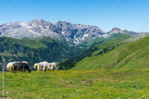 Hairy Scottish yak against the backdrop of the mountains. Alps  Dolomites  Trentino Alto Adige  Val Venegia.