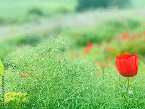 Close-up of tulip near the ancient city of Lachish in Israel photo