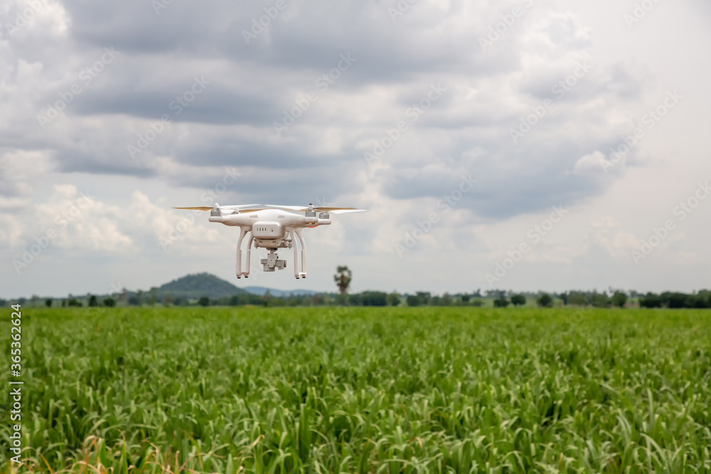 Drone flying over a meadow. Drone on green corn field. drone copter flying with high resolution digital camera over a crops field, agriculture concept