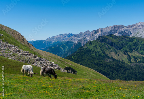 Yak Cow and Calw sitting in a meadow at the Ortler Mountain in South Tyrol Dolomites Italy