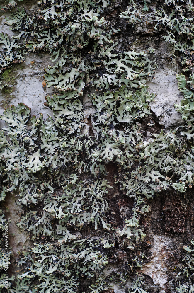 Lichen on tree branch Lichen on tree branch
