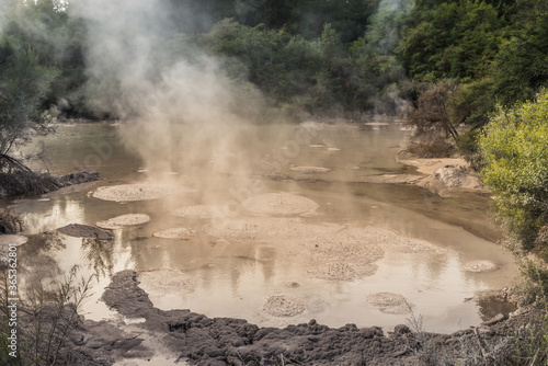 Geyser in Redwood forest park