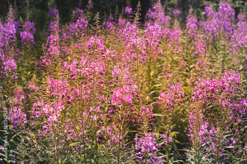 Chamaenerion angustifolium, a Fireweed blooming in the meadow. M