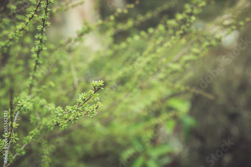 green flowers in forest front focus