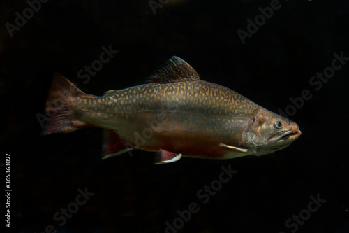 The Brown trout (Salmo trutta).