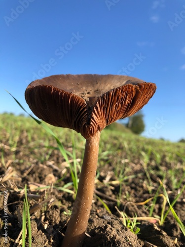 mushroom fungus in barley field