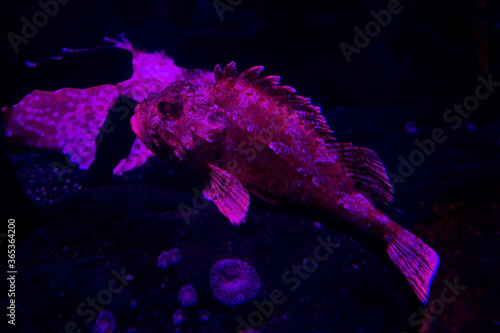 The Red scorpionfish, bigscale scorpionfish, large-scaled scorpion  fish or Rascasse (Scorpaena scrofa). photo