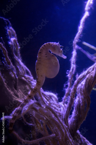The big-belly seahorse or pot-bellied seahorse (Hippocampus abdominalis). photo