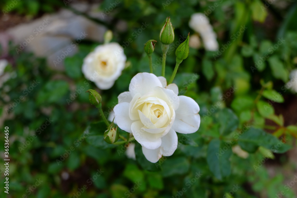 white rose in the garden white rose in the garden