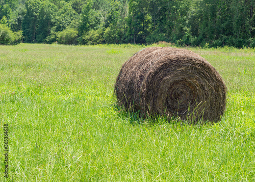 Rolled hay bale in the field