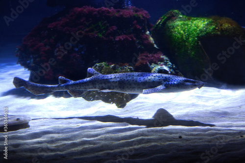 Valokuva The small-spotted catshark, sandy dogfish, lesser-spotted dogfish, Rough-hound, Morgay (Scyliorhinus canicula)