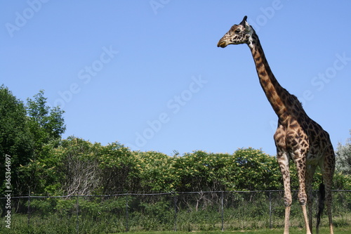 Canvas Print giraffe in the zoo