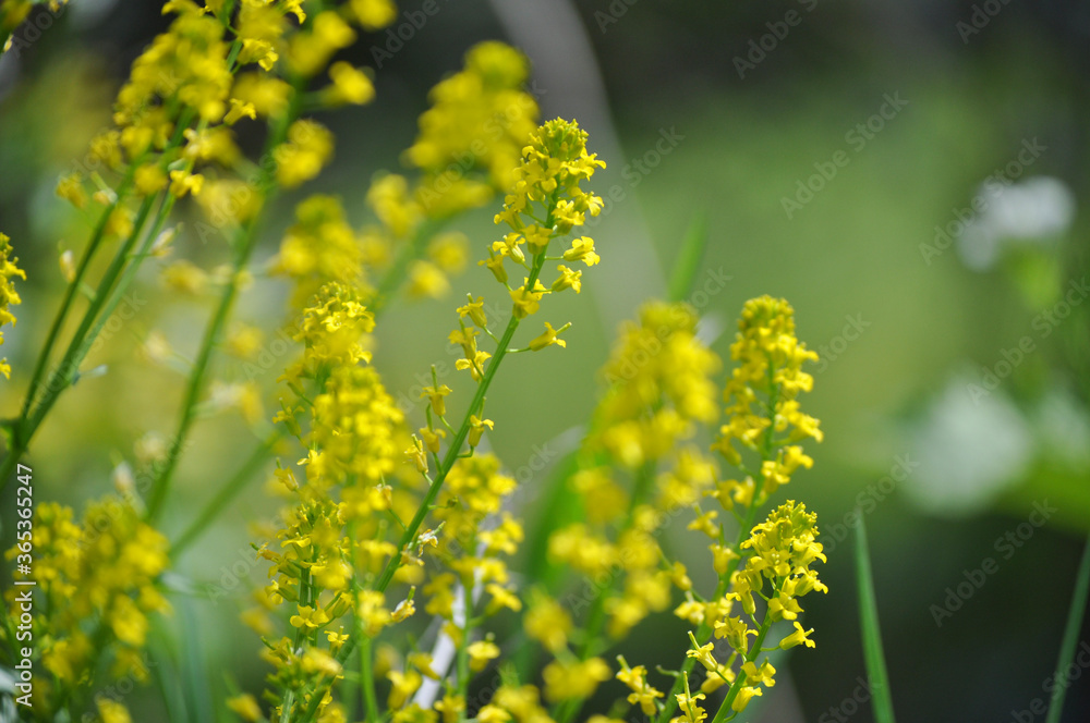 Flower Flower