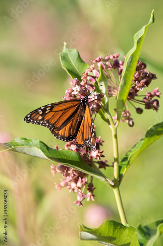 A monarch butterfly (danaus plexippus) on a pink milkweed flower