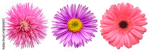 Collection gerbera, aster and chrysanthemum flowers isolated on white background