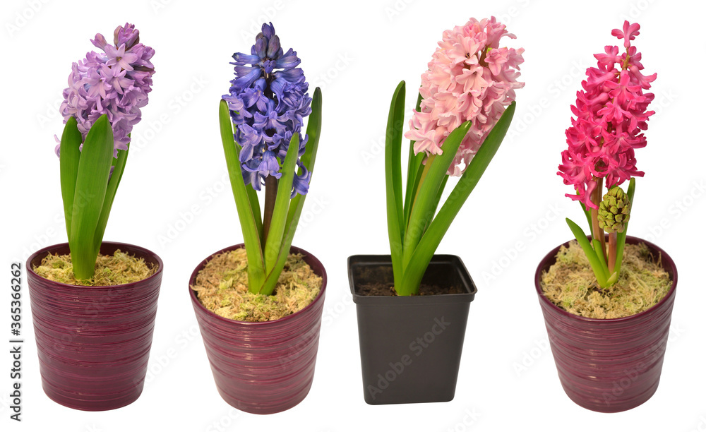 Collection hyacinth flower in a pot isolated on a white background. Spring time. Easter holidays. Garden decoration, landscaping. Floral floristic arrangement. Flat lay, top view