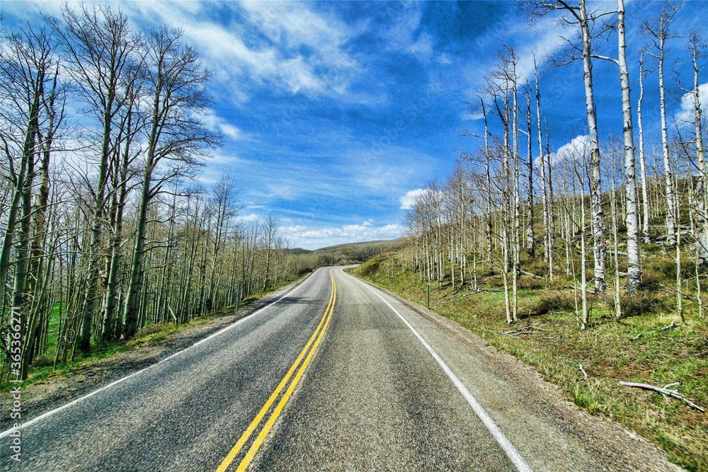 Fototapeta premium Road in the forest