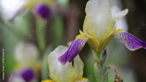 Beautiful summer garden flowers close-up. 4K Footage.
