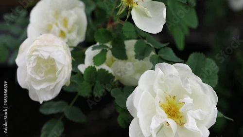 Beautiful summer garden flowers close-up. 4K Footage.