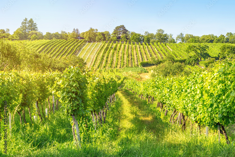 Vineyard rows of the City of Vienna Austria