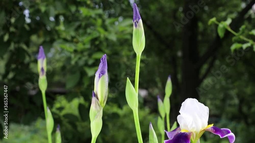 Beautiful summer garden flowers close-up. 4K Footage.
