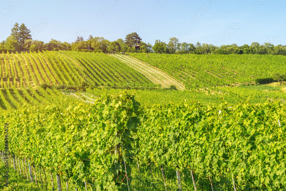 Vineyard rows of the City of Vienna Austria