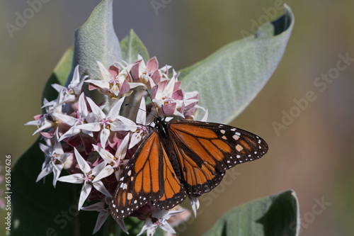 Western Monarch Butterfly on milkweed plant