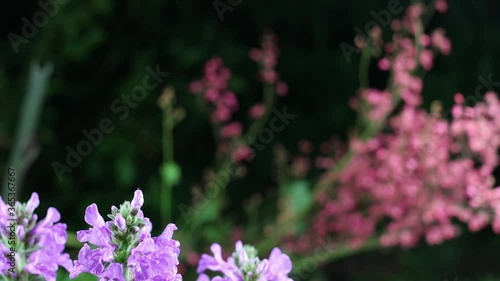 Beautiful summer garden flowers close-up. 4K Footage.
