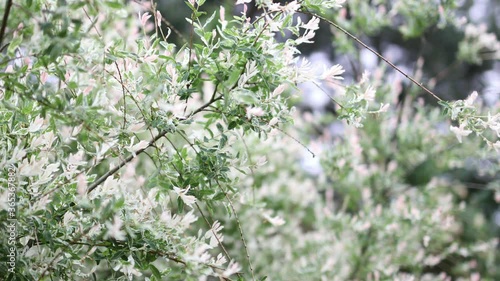 Beautiful summer decorative bushes and garden elements close-up.4K Footage.