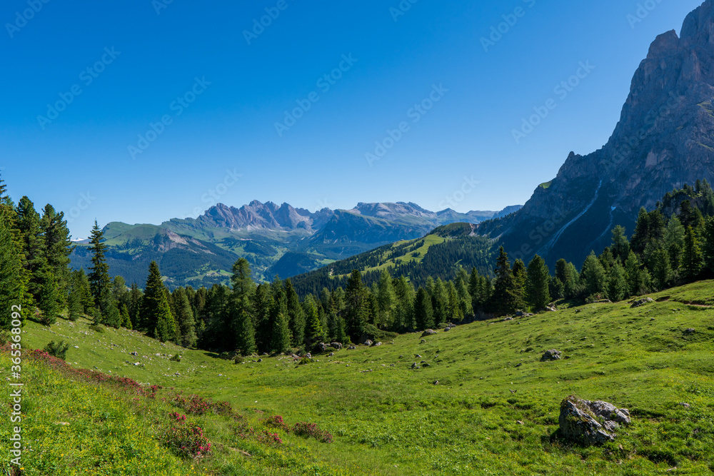 Incredible nature landscape in Dolomites Alps. Spring blooming meadow. Flowers in the mountains. Spring fresh flowers. View of the mountains. Panorama of Dolomites, Italy. Daisy flowers.