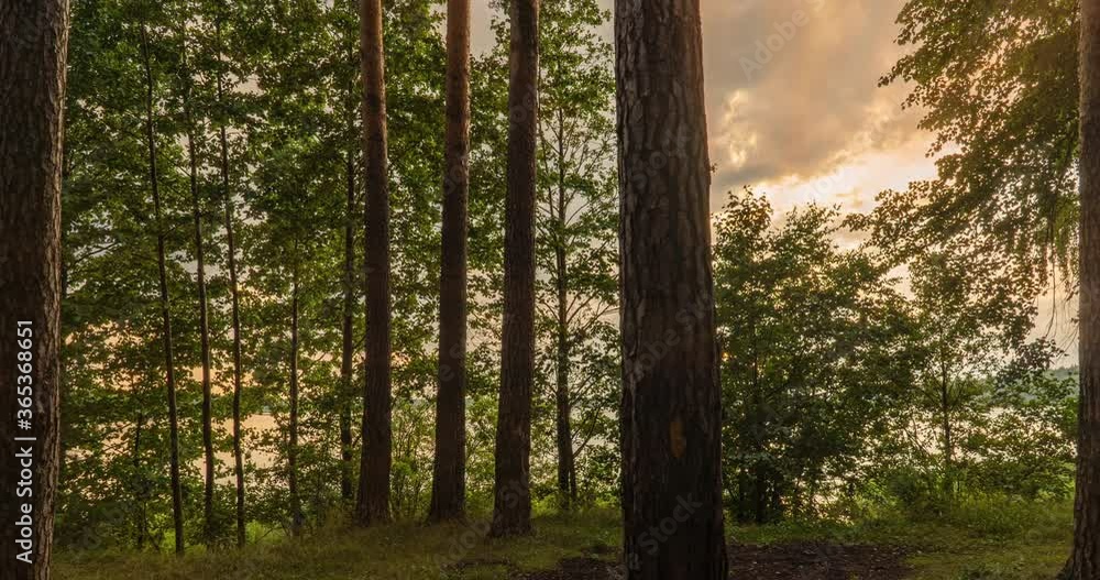 Green Forest. Pine Trees. Fairy Forest. Camera movement inside the forest. Wonderful green forest in summer, time lapse 4k. Hyperlapse.The sun's rays shine through the trees. Green Forest. Pine Trees. Fairy Forest. Camera movement inside the forest. Wonderful green forest in summer, time lapse 4k. Hyperlapse.The sun's rays shine through the trees.