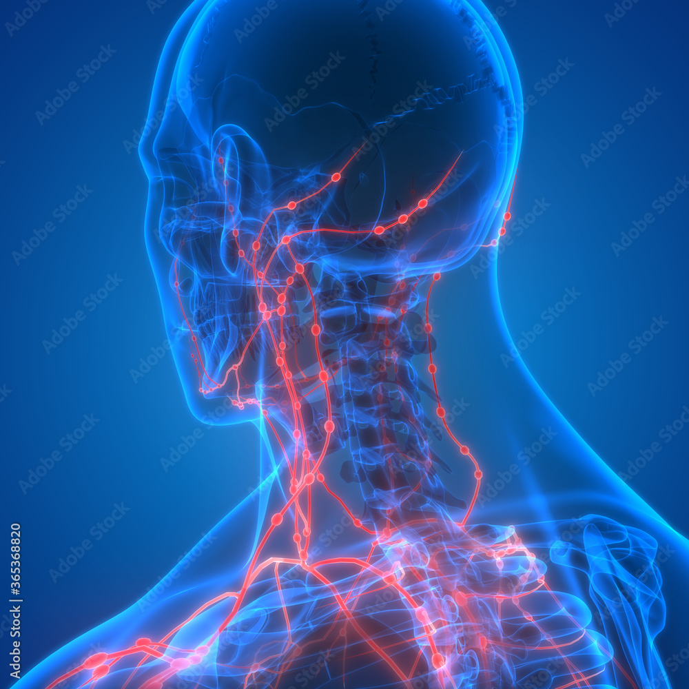 Human Internal system Lymph Nodes Anatomy Stock Illustration | Adobe Stock