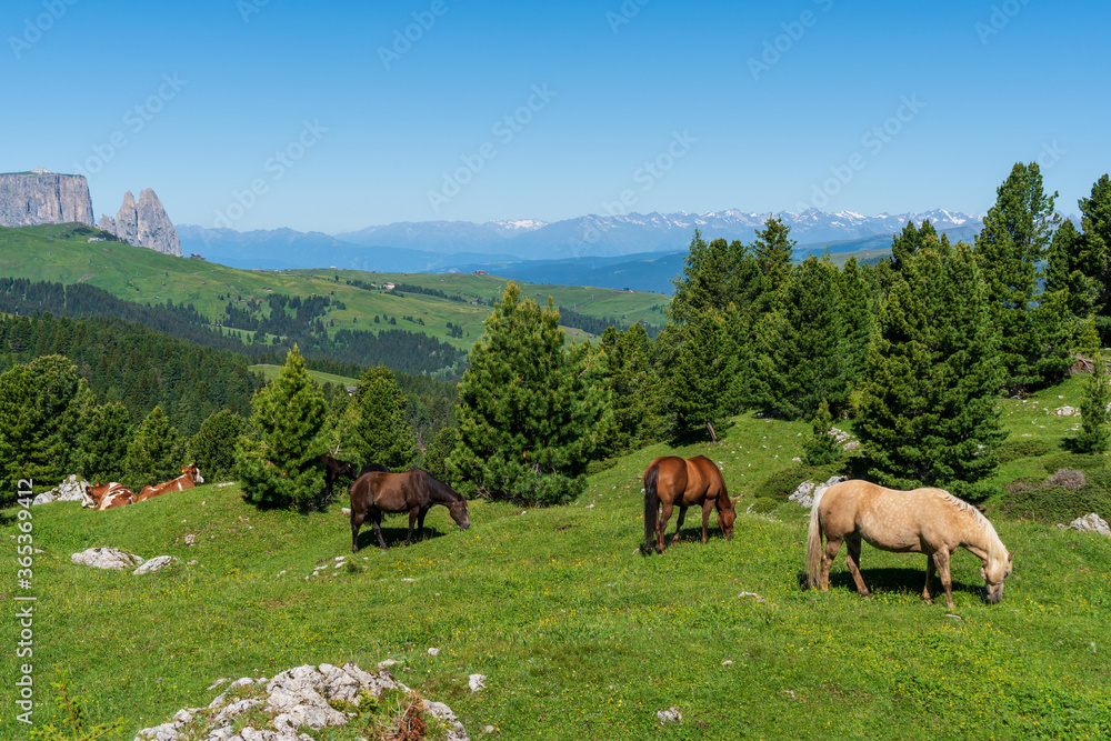 Cows and horses graze in an alpine meadow on a slope among fir trees in the mountains, italy dolomiti